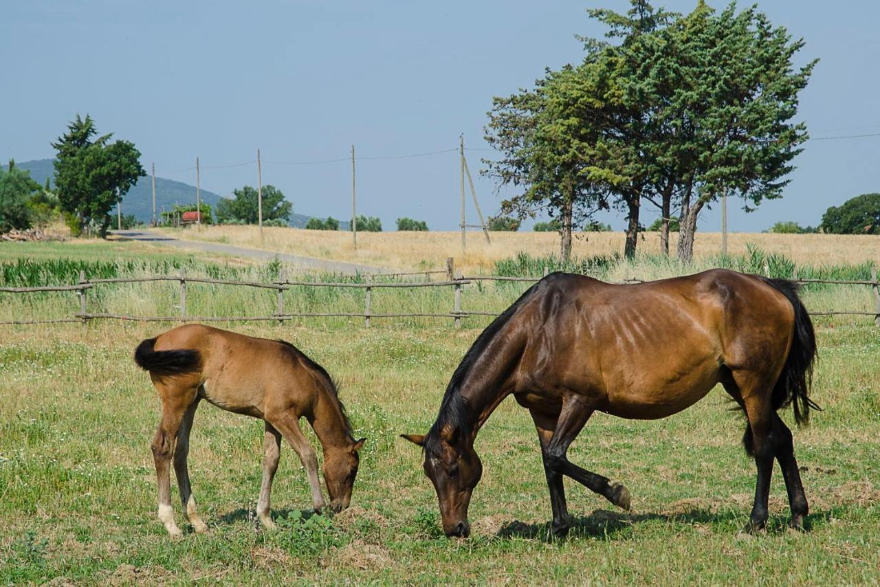 Bio Agriturismo Il Melograno Di Banditella Ristorante Alberese Exterior foto
